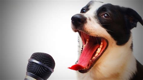 singing dog youtube